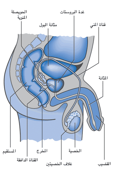 prostat01